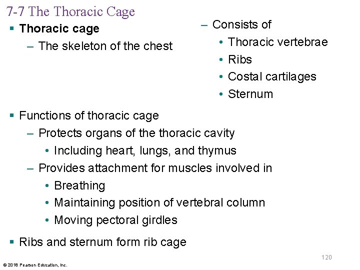 7 -7 The Thoracic Cage § Thoracic cage – The skeleton of the chest