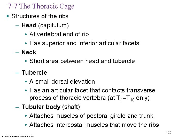 7 -7 The Thoracic Cage § Structures of the ribs – Head (capitulum) •