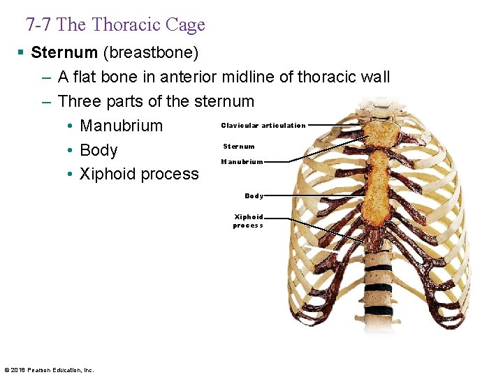 7 -7 The Thoracic Cage § Sternum (breastbone) – A flat bone in anterior