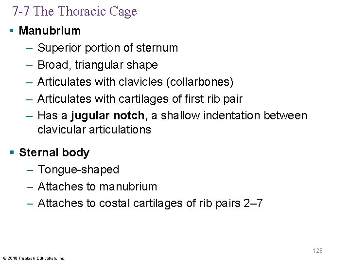 7 -7 The Thoracic Cage § Manubrium – Superior portion of sternum – Broad,