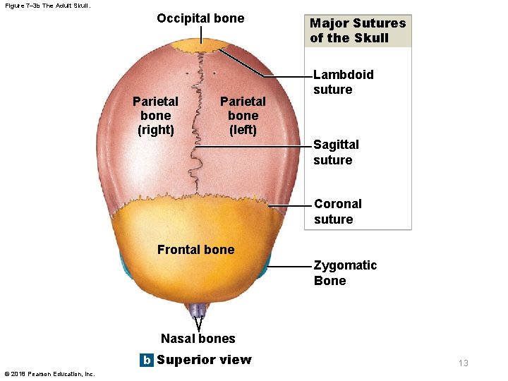 Figure 7– 3 b The Adult Skull. Occipital bone Parietal bone (right) Parietal bone