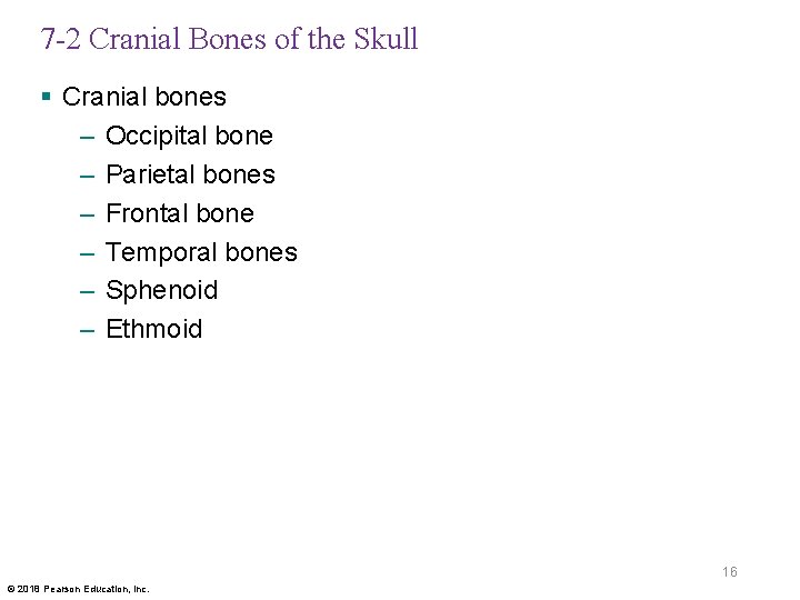 7 -2 Cranial Bones of the Skull § Cranial bones – Occipital bone –