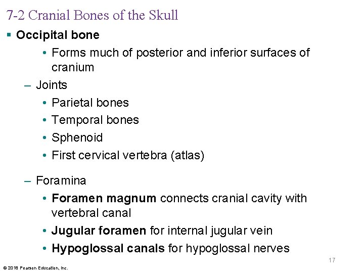 7 -2 Cranial Bones of the Skull § Occipital bone • Forms much of
