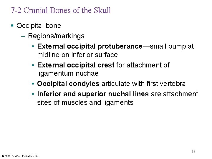 7 -2 Cranial Bones of the Skull § Occipital bone – Regions/markings • External