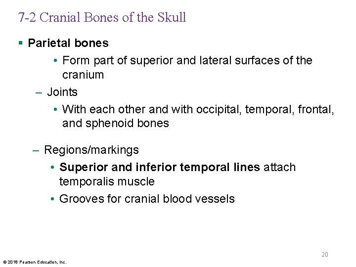 7 -2 Cranial Bones of the Skull § Parietal bones • Form part of