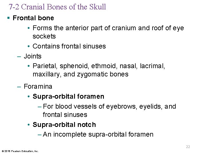 7 -2 Cranial Bones of the Skull § Frontal bone • Forms the anterior