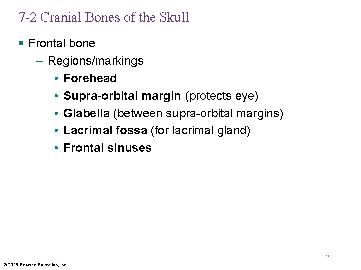 7 -2 Cranial Bones of the Skull § Frontal bone – Regions/markings • Forehead
