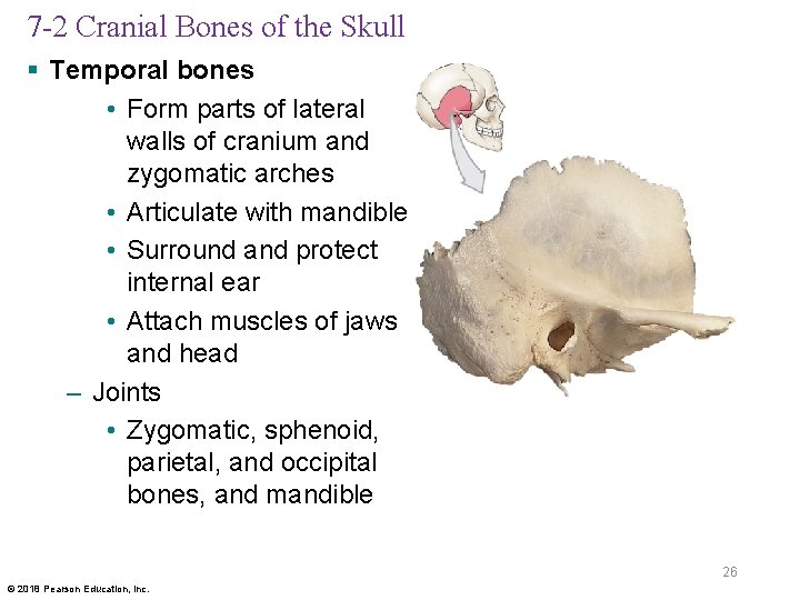 7 -2 Cranial Bones of the Skull § Temporal bones • Form parts of