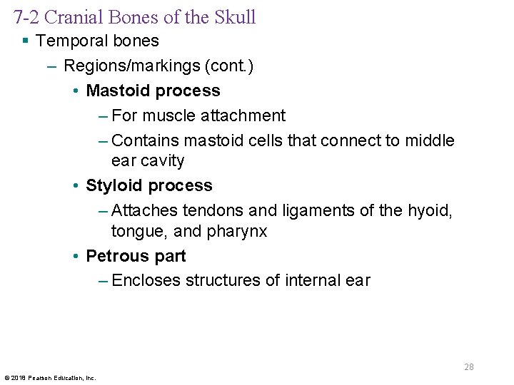 7 -2 Cranial Bones of the Skull § Temporal bones – Regions/markings (cont. )