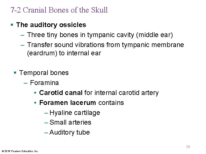 7 -2 Cranial Bones of the Skull § The auditory ossicles – Three tiny