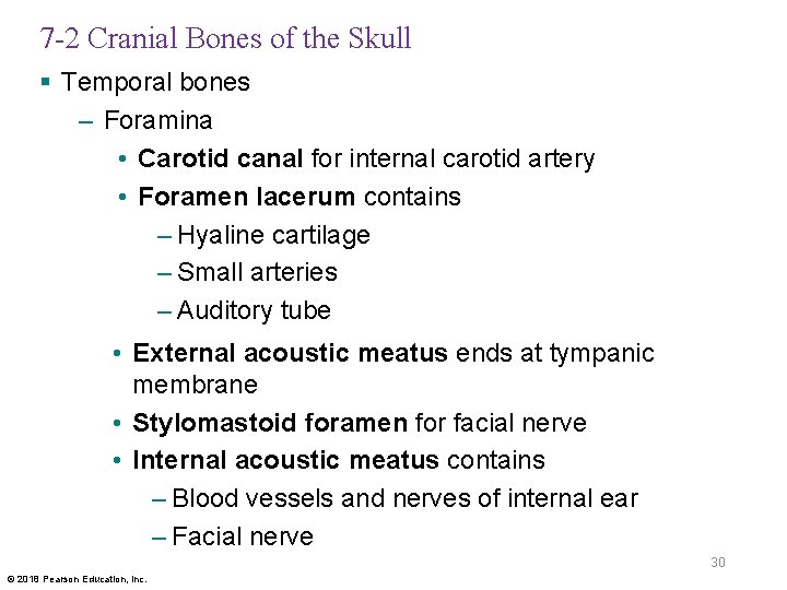 7 -2 Cranial Bones of the Skull § Temporal bones – Foramina • Carotid