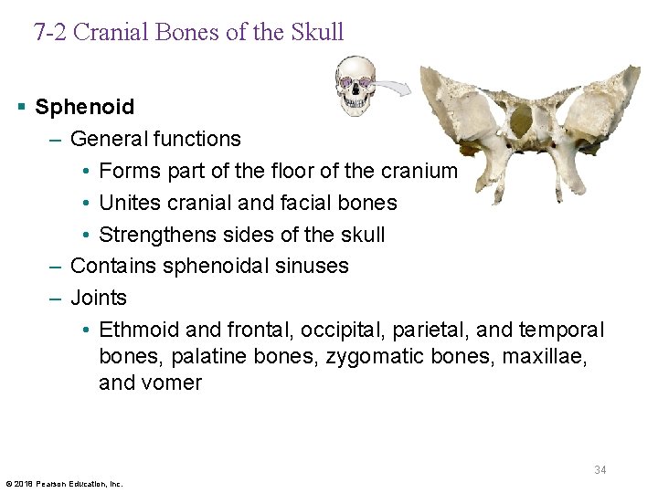 7 -2 Cranial Bones of the Skull § Sphenoid – General functions • Forms