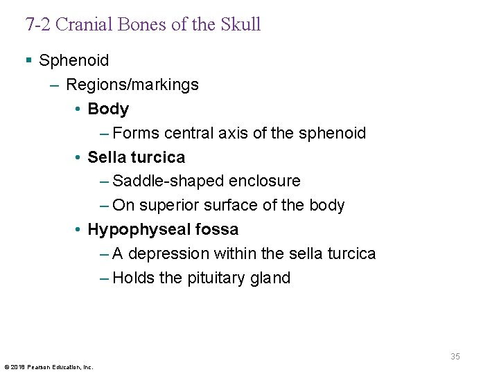 7 -2 Cranial Bones of the Skull § Sphenoid – Regions/markings • Body –