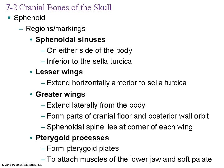 7 -2 Cranial Bones of the Skull § Sphenoid – Regions/markings • Sphenoidal sinuses