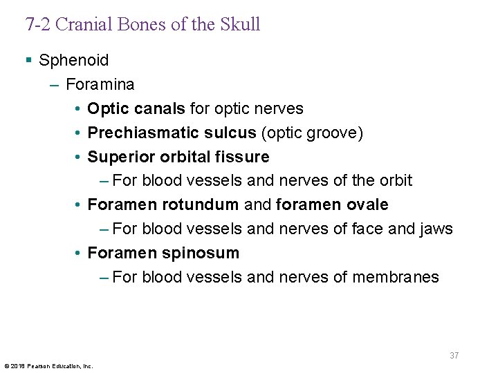 7 -2 Cranial Bones of the Skull § Sphenoid – Foramina • Optic canals