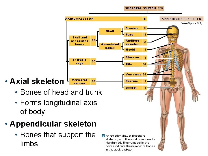 SKELETAL SYSTEM 206 AXIAL SKELETON 80 Skull and associated bones Thoracic cage 29 Associated