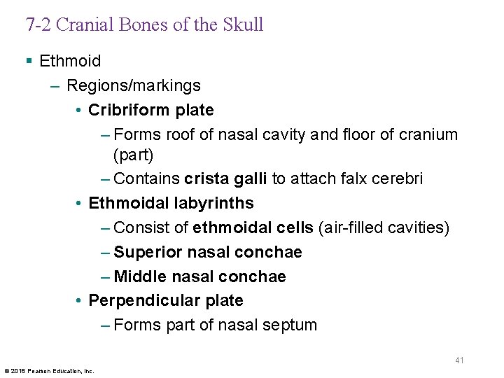 7 -2 Cranial Bones of the Skull § Ethmoid – Regions/markings • Cribriform plate