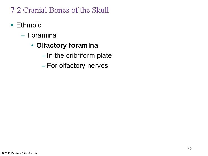7 -2 Cranial Bones of the Skull § Ethmoid – Foramina • Olfactory foramina