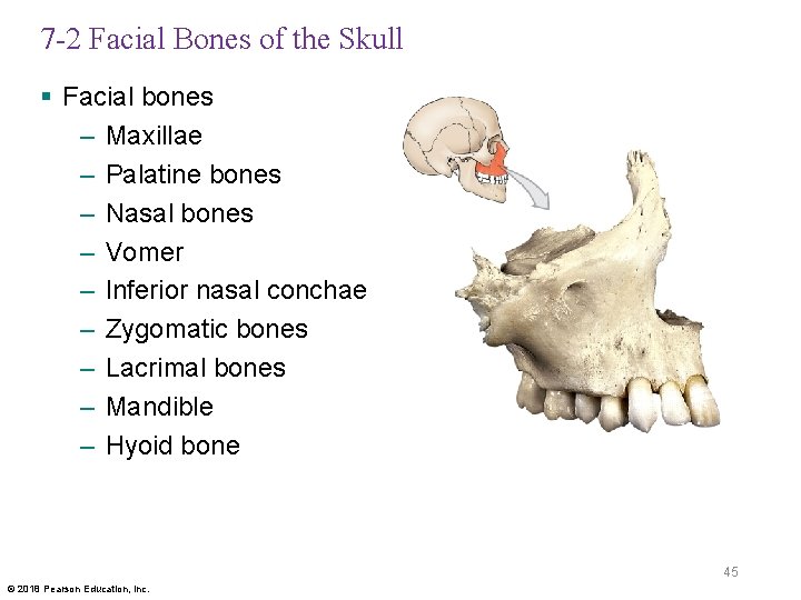 7 -2 Facial Bones of the Skull § Facial bones – Maxillae – Palatine