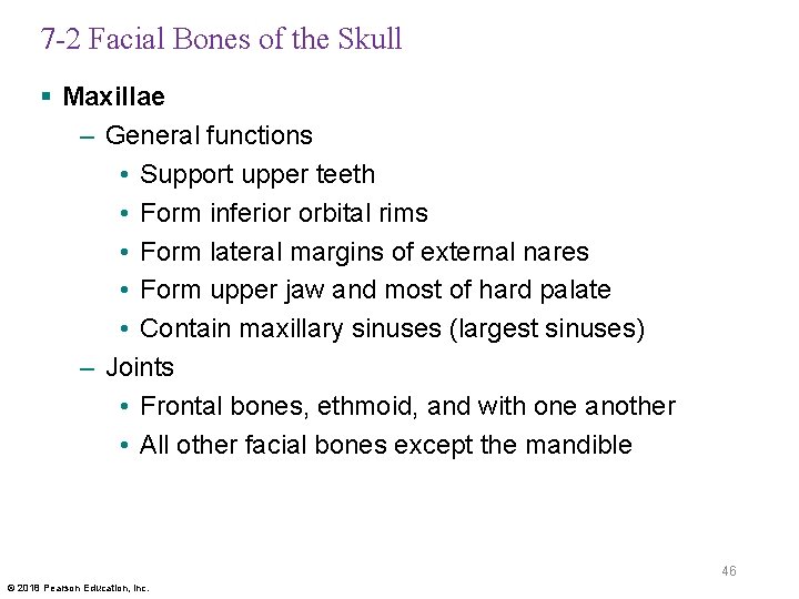 7 -2 Facial Bones of the Skull § Maxillae – General functions • Support