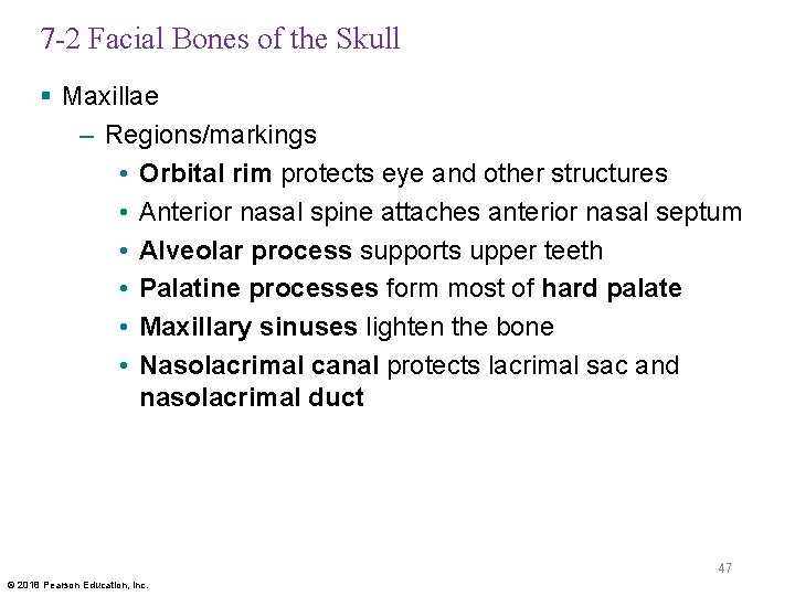 7 -2 Facial Bones of the Skull § Maxillae – Regions/markings • Orbital rim