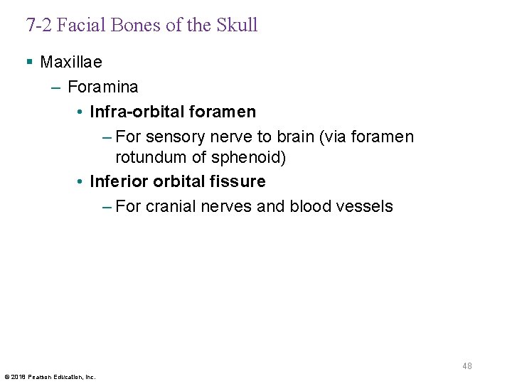 7 -2 Facial Bones of the Skull § Maxillae – Foramina • Infra-orbital foramen