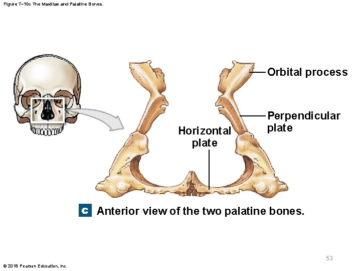 Figure 7– 10 c The Maxillae and Palatine Bones. Orbital process Horizontal plate Perpendicular