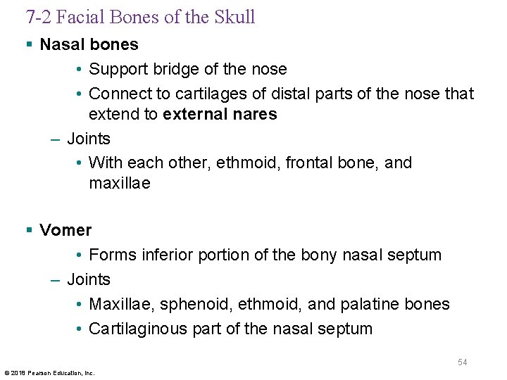7 -2 Facial Bones of the Skull § Nasal bones • Support bridge of