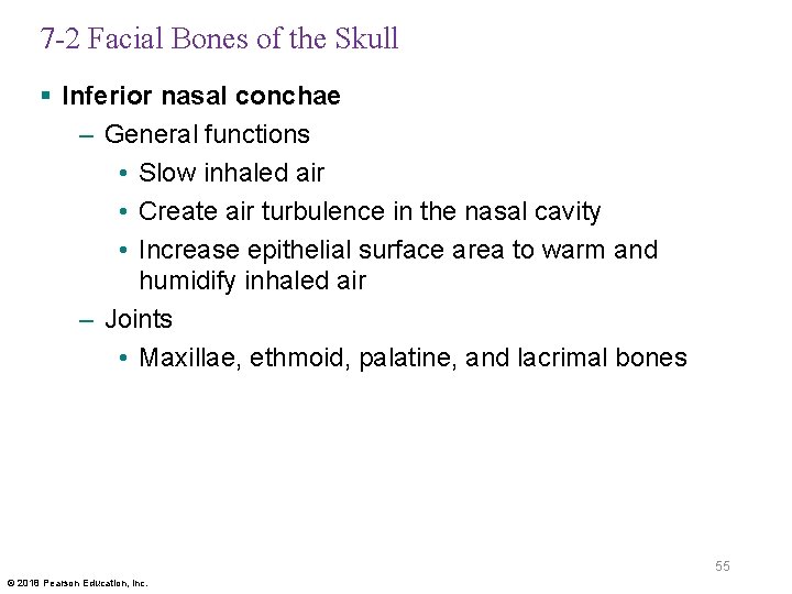 7 -2 Facial Bones of the Skull § Inferior nasal conchae – General functions