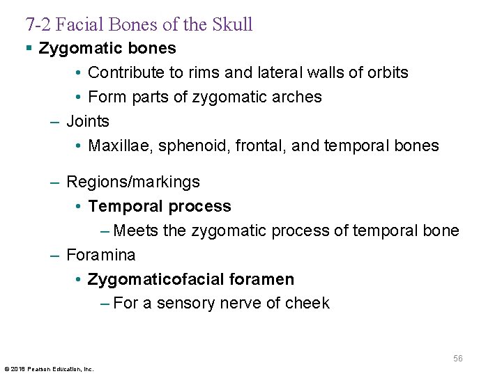 7 -2 Facial Bones of the Skull § Zygomatic bones • Contribute to rims