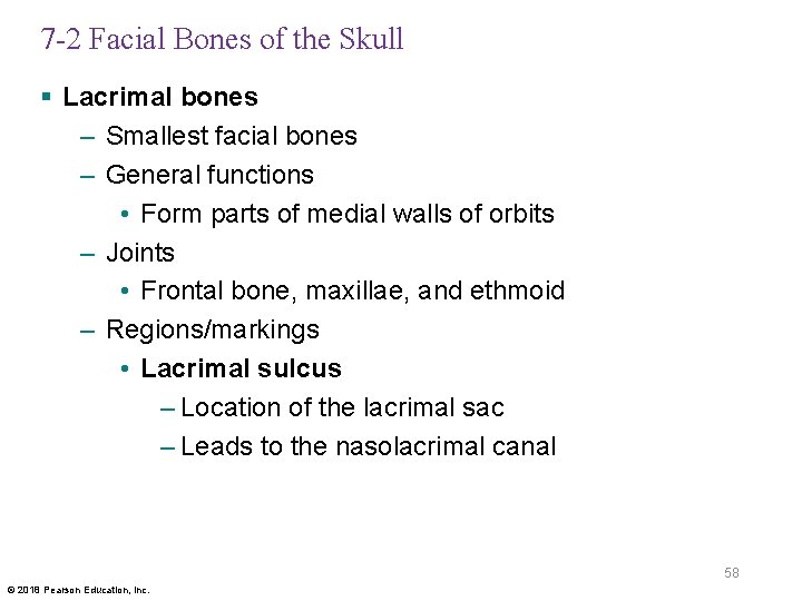 7 -2 Facial Bones of the Skull § Lacrimal bones – Smallest facial bones