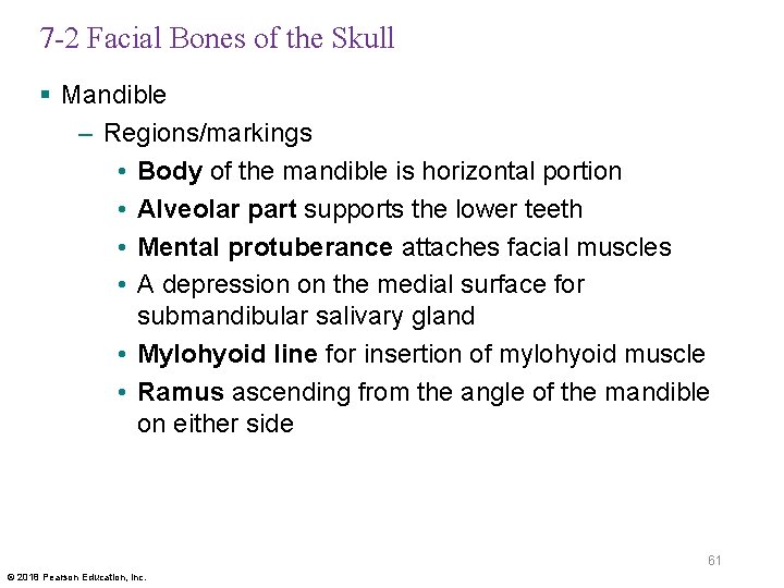 7 -2 Facial Bones of the Skull § Mandible – Regions/markings • Body of