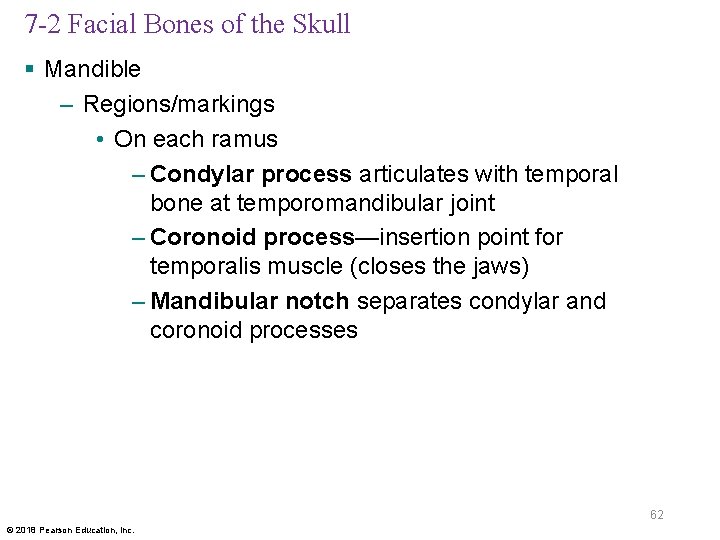 7 -2 Facial Bones of the Skull § Mandible – Regions/markings • On each