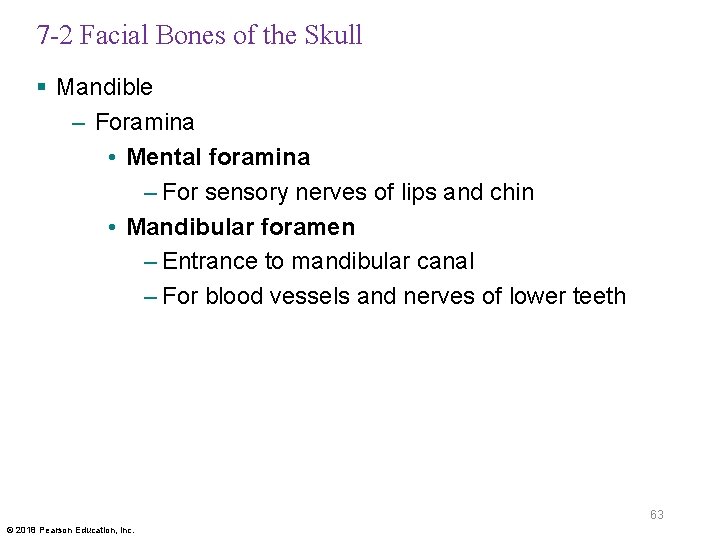 7 -2 Facial Bones of the Skull § Mandible – Foramina • Mental foramina