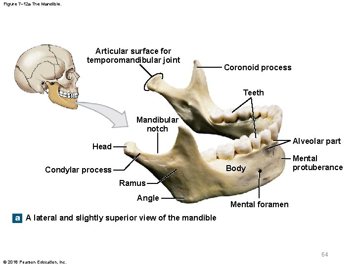 Figure 7– 12 a The Mandible. Articular surface for temporomandibular joint Coronoid process Teeth