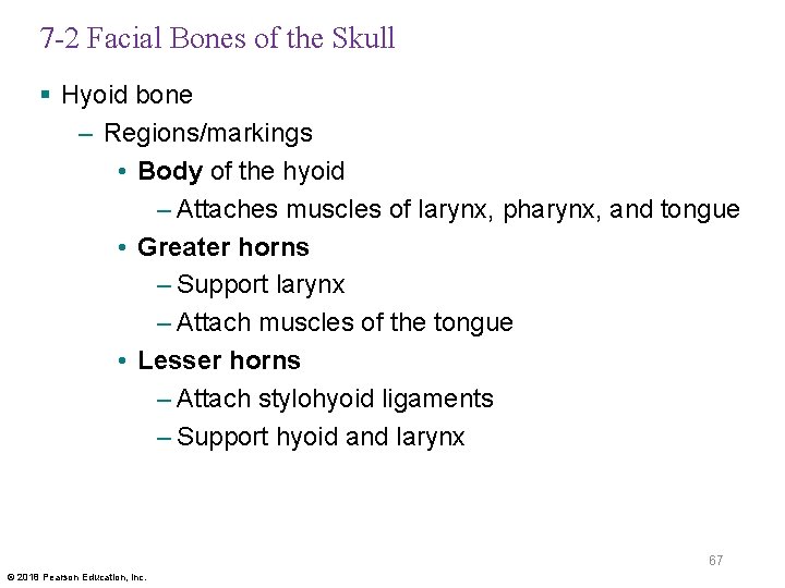 7 -2 Facial Bones of the Skull § Hyoid bone – Regions/markings • Body