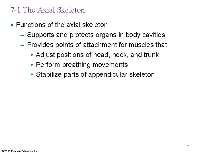 7 -1 The Axial Skeleton § Functions of the axial skeleton – Supports and