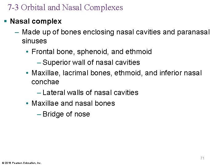 7 -3 Orbital and Nasal Complexes § Nasal complex – Made up of bones