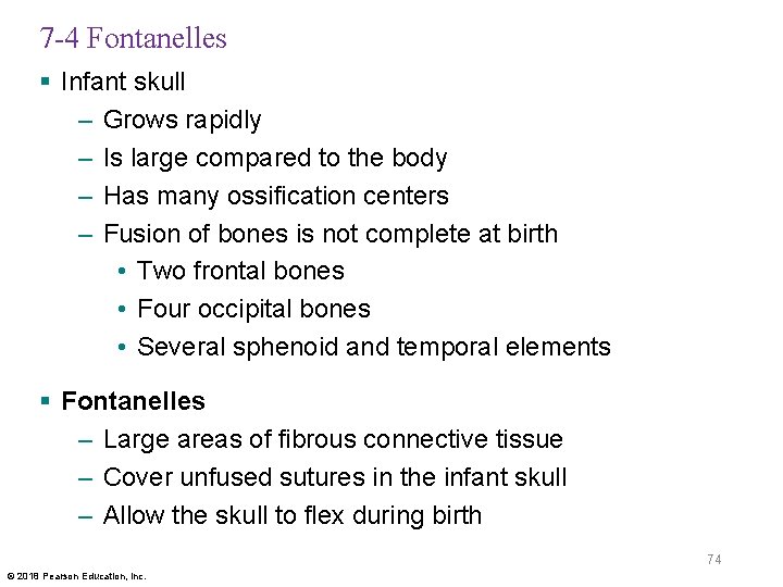 7 -4 Fontanelles § Infant skull – Grows rapidly – Is large compared to