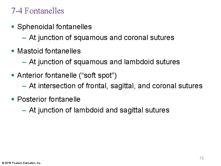 7 -4 Fontanelles § Sphenoidal fontanelles – At junction of squamous and coronal sutures