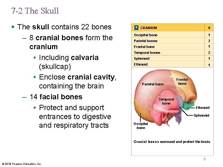 7 -2 The Skull § The skull contains 22 bones – 8 cranial bones