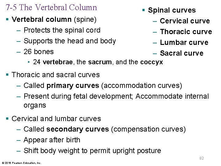 7 -5 The Vertebral Column § Vertebral column (spine) – Protects the spinal cord