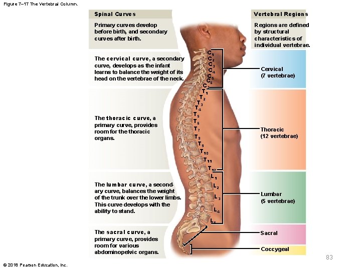 Figure 7– 17 The Vertebral Column. Spinal Curves Vertebral Regions Primary curves develop before