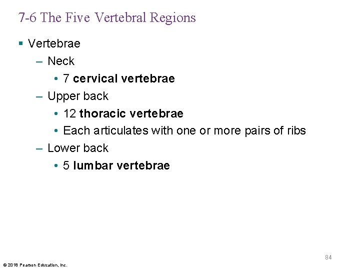 7 -6 The Five Vertebral Regions § Vertebrae – Neck • 7 cervical vertebrae