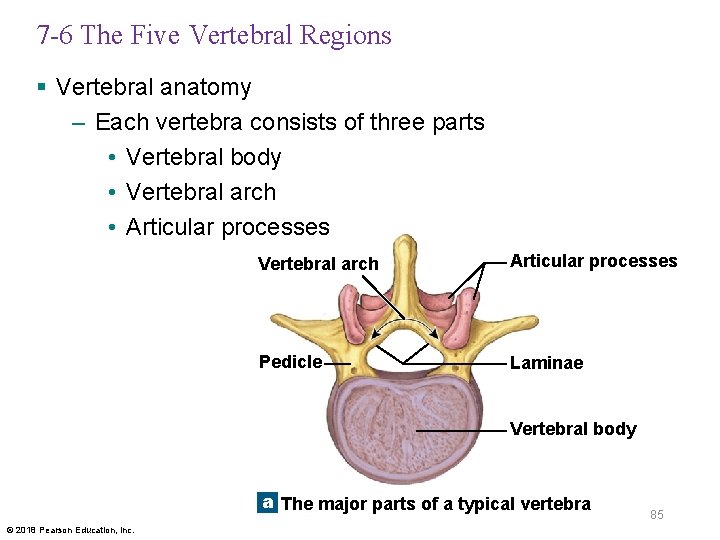 7 -6 The Five Vertebral Regions § Vertebral anatomy – Each vertebra consists of