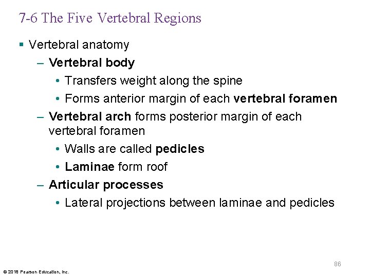 7 -6 The Five Vertebral Regions § Vertebral anatomy – Vertebral body • Transfers