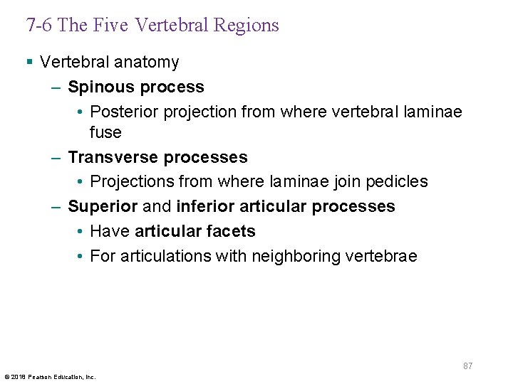 7 -6 The Five Vertebral Regions § Vertebral anatomy – Spinous process • Posterior