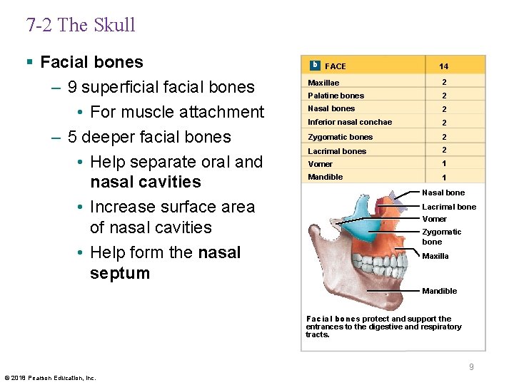 7 -2 The Skull § Facial bones – 9 superficial facial bones • For