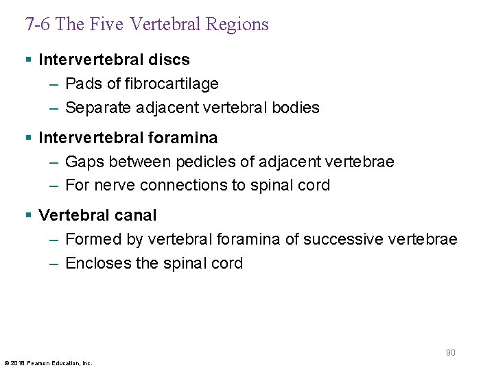 7 -6 The Five Vertebral Regions § Intervertebral discs – Pads of fibrocartilage –