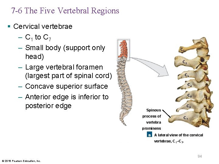 7 -6 The Five Vertebral Regions § Cervical vertebrae – C 1 to C